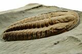 Middle Cambrian Hamatolenus Trilobite - Tinjdad, Morocco #372410-2
